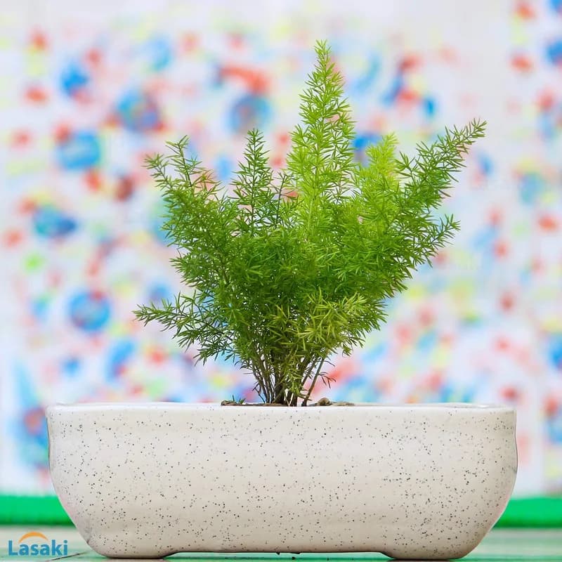 White Rectangle rec002 bonsai pot